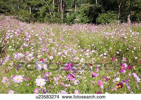 Field of cosmos flowers View Large Photo Image Picture - Field of cosmos flowers. Fotosearch