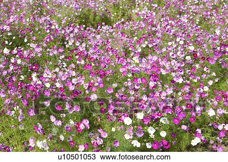 Field of cosmos flowers View Large Photo Image Stock Image - Field of cosmos flowers. Fotosearch