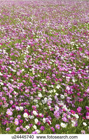 Stock Image - Field of cosmos flowers. Fotosearch