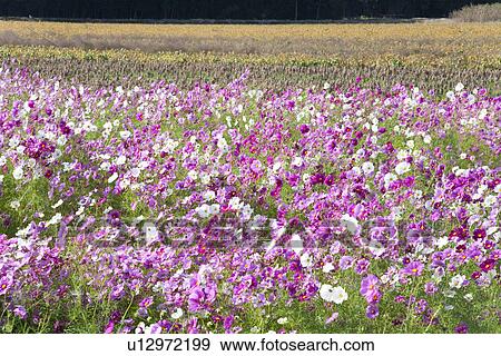 Stock Photo - Field of cosmos flowers. Fotosearch