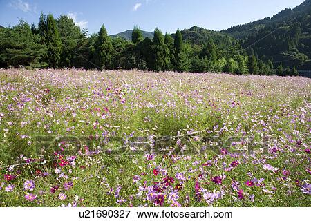 Stock Photo - Field of cosmos flowers. Fotosearch