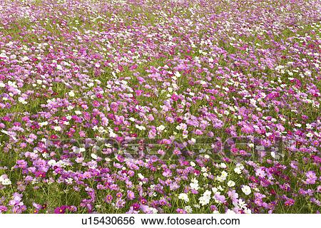 Field of cosmos flowers View Large Photo Image Stock Photograph - Field of cosmos flowers. Fotosearch