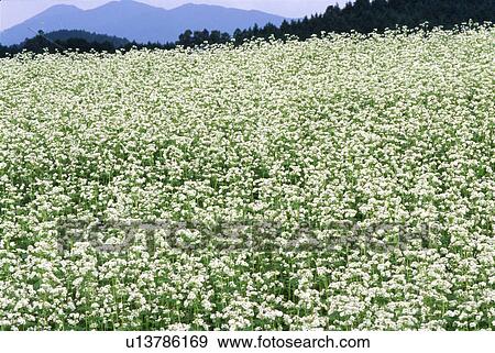 Field of flowering buckwheat View Large Photo Image Stock Photo - Field of flowering buckwheat. Fotosearch