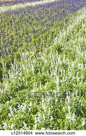 Picture - Field of flowering salvia (sage). Fotosearch