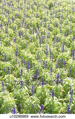 Stock Photo - Field of flowering salvia (sage). Fotosearch