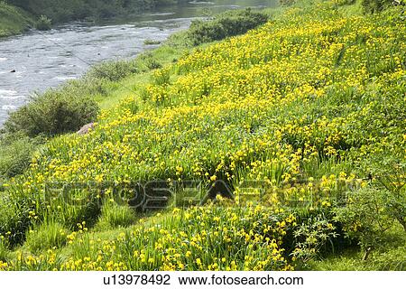 Stock Image - Field of Japanese iris flowers. Fotosearch