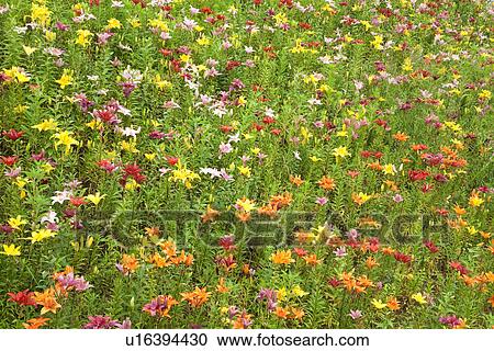 Field of multicolored lilies View Large Photo Image Stock Image - Field of multicolored lilies. Fotosearch
