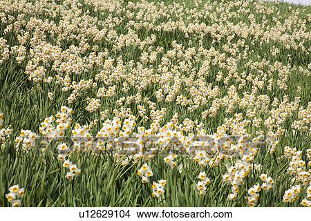 Field of narcissus flowers View Large Photo Image Picture - Field of narcissus flowers. Fotosearch