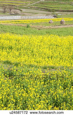 Field of oilseed rape View Large Photo Image Stock Image - Field of oilseed rape. Fotosearch