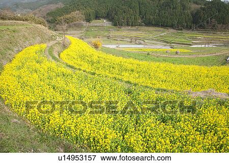Field of oilseed rape View Large Photo Image Stock Photo - Field of oilseed rape. Fotosearch