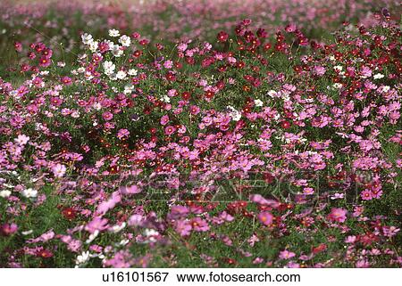 Field of pink cosmos flowers View Large Photo Image Stock Photo - Field of pink cosmos flowers. Fotosearch