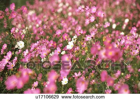 Field of pink cosmos flowers View Large Photo Image Stock Photo - Field of pink cosmos flowers. Fotosearch