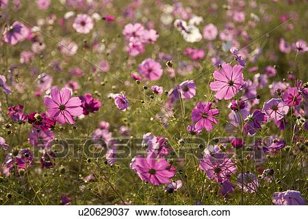 Field of pink cosmos flowers View Large Photo Image Stock Photo - Field of pink cosmos flowers. Fotosearch