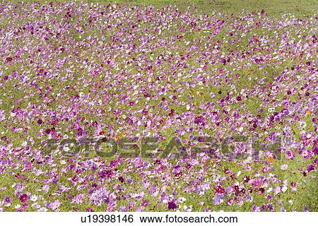 Field of pink cosmos flowers View Large Photo Image Stock Photograph - Field of pink cosmos flowers. Fotosearch