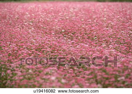 Stock Image - Field of pink flowering buckwheat. Fotosearch