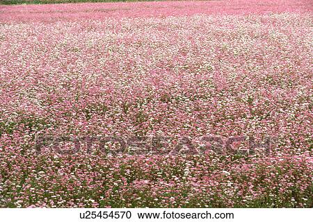 Field of pink flowering buckwheat View Large Photo Image Stock Image - Field of pink flowering buckwheat. Fotosearch