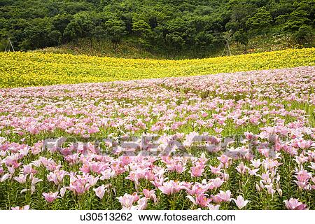Stock Image - Field of pink lilies. Fotosearch