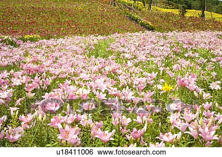 Field of pink lilies View Large Photo Image Stock Photograph - Field of pink lilies. Fotosearch