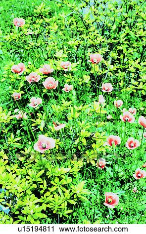 Field of pink poppies View Large Photo Image Stock Image - Field of pink poppies. Fotosearch