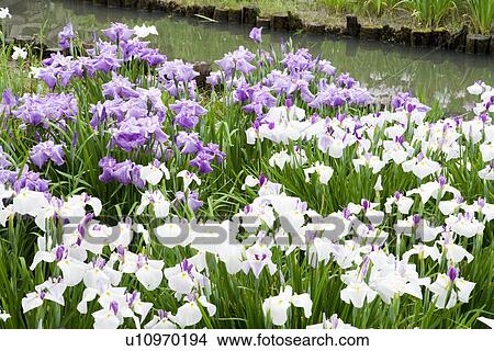 Field of purple and white rabbitear iris flowers View Large Photo Image Picture - Field of purple and white rabbitear iris flowers. Fotosearch