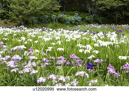 Field of purple and white rabbitear iris flowers View Large Photo Image Stock Photography - Field of purple and white rabbitear iris flowers. Fotosearch
