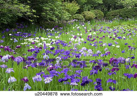 Stock Photo - Field of purple rabbitear iris flowers. Fotosearch