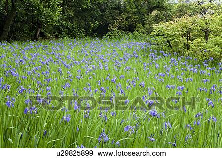 Stock Photo - Field of purple rabbitear iris flowers. Fotosearch