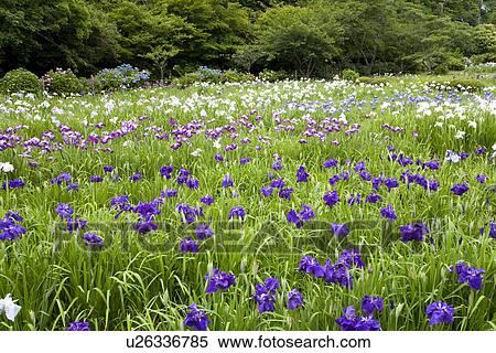 Stock Photography - Field of purple rabbitear iris flowers. Fotosearch