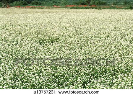 Stock Image - Field of white flowering buckwheat. Fotosearch