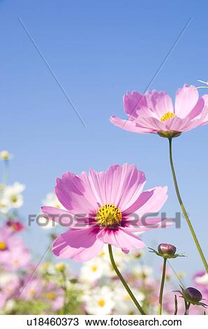 Stock Image - Field with pink and white cosmos flowers. Fotosearch