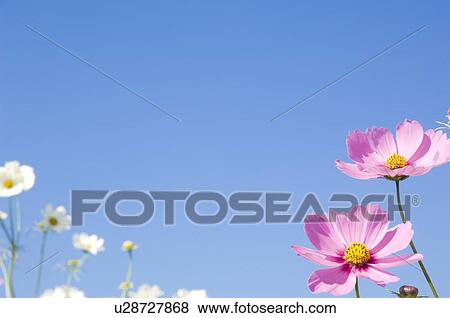 Stock Photo - Field with pink and white cosmos flowers. Fotosearch