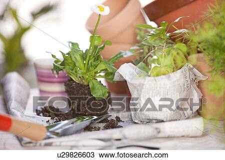 Flower and plants ready to be potted View Large Photo Image Stock Image - Flower and plants ready to be potted. Fotosearch
