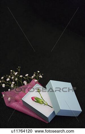 Flower in a gift box and baby's breath View Large Photo Image Stock Image - Flower in a gift box and baby's breath. Fotosearch