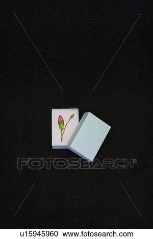 Stock Image - Flower in a gift box. Fotosearch
