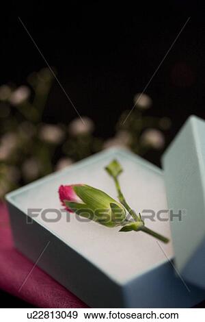 Stock Photo - Flower in a gift box. Fotosearch