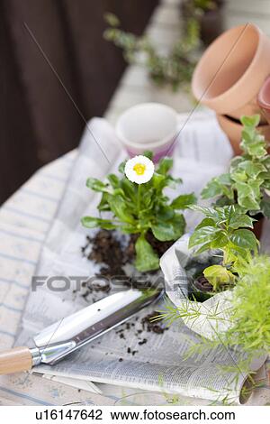 Stock Image - Flower pots and plants. Fotosearch