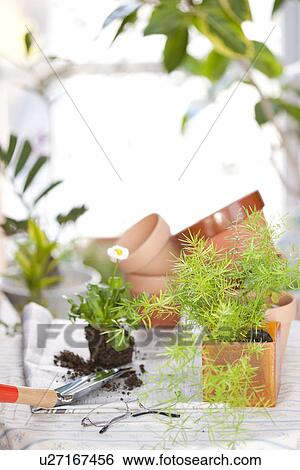Stock Photograph - Flower pots and plants. Fotosearch