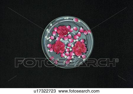 Stock Image - Flowers and petals floating in a bowl of water. Fotosearch