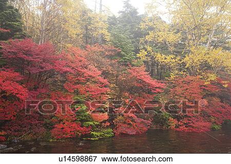 Foggy autumnal forest scene View Large Photo Image Stock Photo - Foggy autumnal forest scene. Fotosearch
