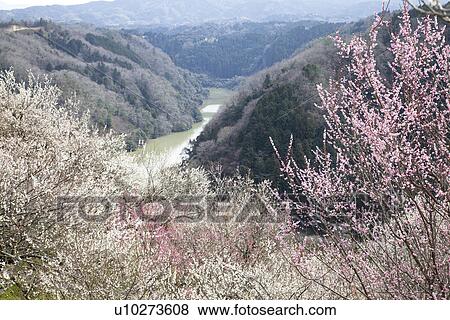 Forest and cherry blossoms growing on hills surrounding a river View Large Photo Image Stock Photo - Forest and cherry blossoms growing on hills surrounding a river. Fotosearch