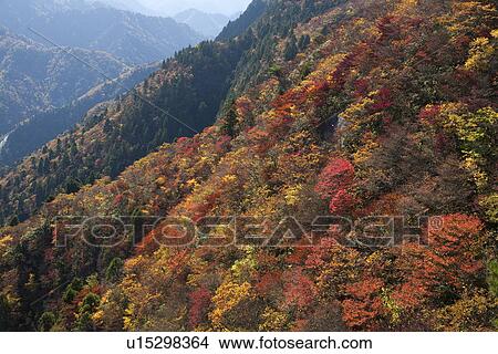 Forest covered mountains during autumn View Large Photo Image Picture - Forest covered mountains during autumn. Fotosearch