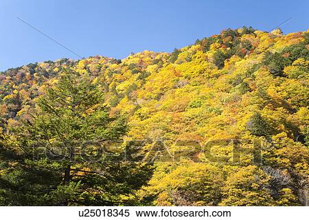 Stock Photography - Forest covered mountains during autumn. Fotosearch