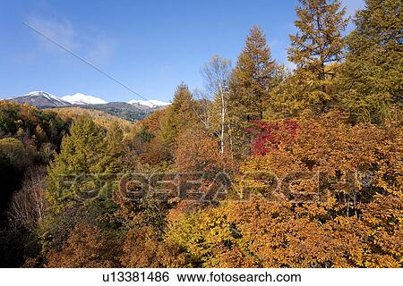 Stock Photograph - Forest during autumn. Mt. Norikura, Nagano Prefecture, Japan. Fotosearch