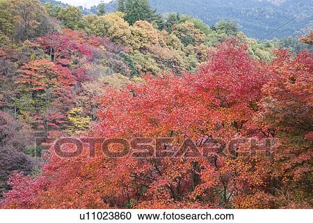 Stock Image - Forest in Autumn. Fotosearch