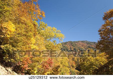 Stock Image - Forest in Autumn. Fotosearch
