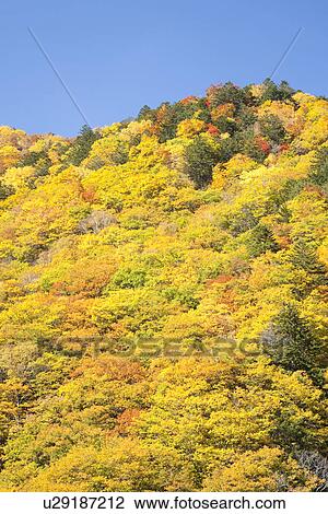 Forest in Autumn View Large Photo Image Stock Image - Forest in Autumn. Fotosearch