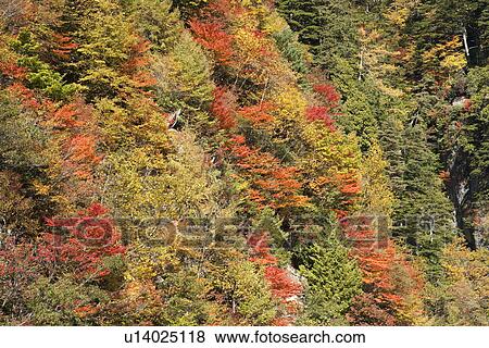 Stock Photo - Forest in Autumn. Fotosearch