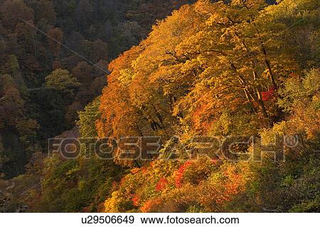 Stock Photo - Forest in Autumn. Fotosearch
