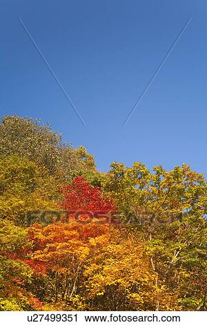 Stock Image - Forest in Autumn under a clear blue sky. Fotosearch