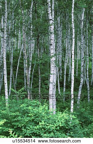 Picture - Forest of white birch trees. Fotosearch